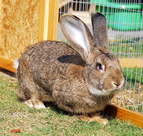 Flemish Giant Rabbit - Everything You Need to Know Giant Flemish Rabbit, Giant Rabbit Breeds, Flemish Rabbit, Rabbit Oc, Meat Rabbits Breeds, Raising Rabbits For Meat, Flemish Giant Rabbit, Giant Rabbit, Meat Rabbits