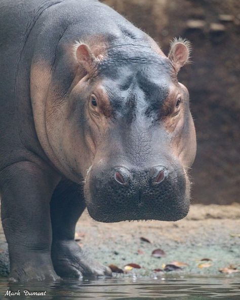 Hippo Drawing, Cincinnati Zoo, Cute Hippo, Hippopotamus, Animal Kingdom, Animal Photography, Animals Beautiful, Illustrations, Water