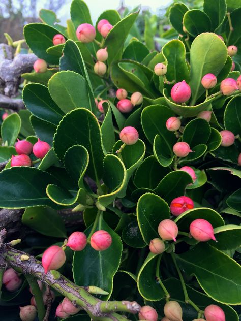 Euonymus japonicus, Victoria Gardens, Broadstairs, Jan 2015 Euonymus Japonicus, Victoria Gardens, Dry Shade Plants, Wrapped In A Blanket, Flower Candy, Seaside Garden, Candy Flowers, Flowering Shrubs, Fruit Plants