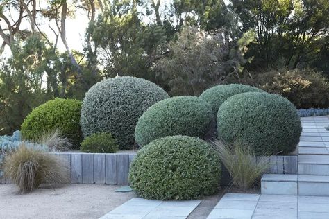 Australian Garden Design, Garden Landscaping Ideas, Australian Native Garden, Australian Plants, Australian Garden, Australian Native Plants, Coastal Gardens, Garden Shrubs, Dry Creek