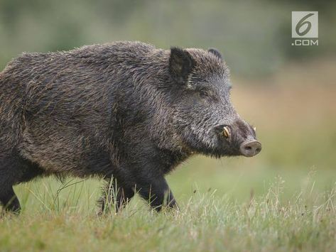 Wild Boar Recipes, Feral Pig, Wild Boar Hunting, Food References, Elephant Shrew, Boar Hunting, Wild Pig, Hog Hunting, Wild Hog