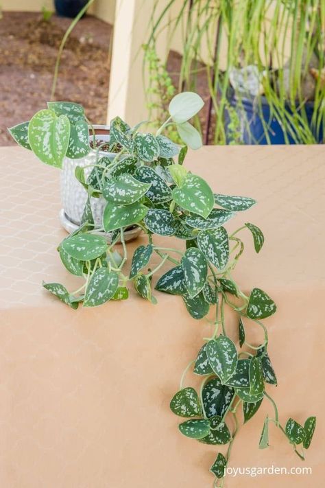 Unlock the full potential of your Scindapsus Pictus plant with our detailed and easy-to-follow guide. Master the art of repotting, choosing the perfect pot, and providing the best soil and environmental conditions for your beloved plant. Don't miss our expert tips and tricks, specially designed to bring out the beautiful variegated beauty of your Scindapsus Pictus! Silver Satin Pothos, Indoor Plant Care Guide, Pothos Plant Care, Satin Pothos, Repotting Plants, Scindapsus Pictus, Easy Indoor Plants, Orchid Bark, Worm Composting