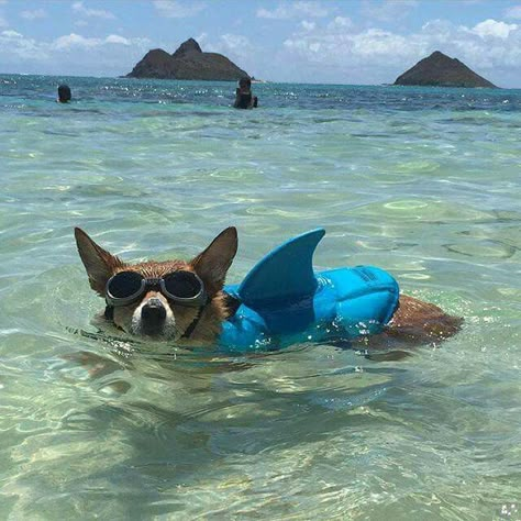 Jojo from San Diego Corgi Puppy, Cute Corgi, Pembroke Welsh Corgi, Corgi Dog, Life Jacket, Welsh Corgi, Cute Creatures, Cute Funny Animals, I Love Dogs