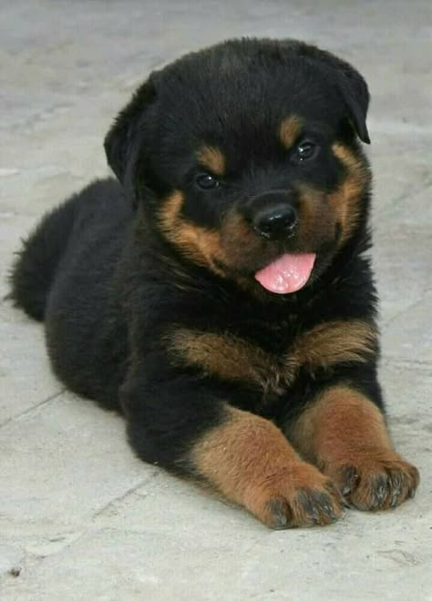 Very Cute Dogs, Baby Animals Pictures, Really Cute Dogs, Rottweiler Puppies, Cute Little Puppies, Rottweiler Dog, West Highland Terrier, Cute Dogs And Puppies