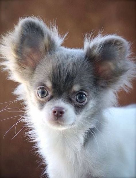 Long Haired Chihuahua Puppies, Teacup Animals, Pomeranian Dogs, Loyalty Club, Baby Chihuahua, Chihuahua Puppy, Fluffy Puppies, Tiny Puppies, Cute Chihuahua