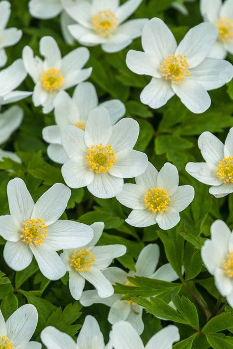 American and European wood anemones flower in early spring and are an excellent choice for shady spots in the garden. These spring ephemerals are idea for growing in wooded areas with dappled shade and moist soil. Learn how to plant and grow wood anemones now on Gardener's Path. #woodanemone #shadegarden #gardenerspath Backyard Wood Projects, Wood Projects Outdoor, Border Garden Ideas, Uk Wildflowers, Garden Wood Projects, Anemones Flower, Spring Ephemerals, Cover Ups Tattoo, Spring Flowers Garden