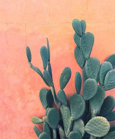 Shop this Instagram from @runwayseven Desert Aesthetic, Pear Cactus, Prickly Pear Cactus, Summer Life, Plant Aesthetic, Photo Wall Collage, Cactus Garden, Prickly Pear, Cactus And Succulents