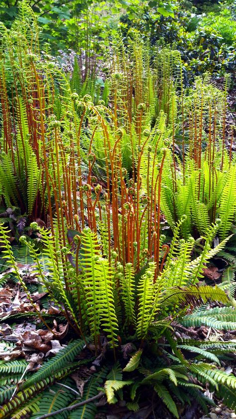 Deer Fern, World Nursery, Ferns Garden, Woodland Plants, Plant Fungus, Lost World, The Lost World, Fern Plant, Formal Gardens