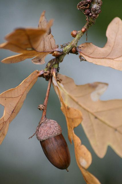 Acorn Crafts, Mighty Oaks, Acorn And Oak, Oak Leaves, Autumn Beauty, Seed Pods, Oak Tree, 그림 그리기, Nature Beauty