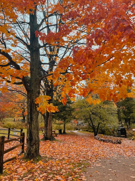 Fall Pictures Leaves, Crunchy Leaves Aesthetic, Fall Tree Aesthetic, Autumn Mood Aesthetic, Autumn Trees Aesthetic, Early Autumn Aesthetic, Fall Time Pictures, Fall Aesthetic Leaves, Fall Leaves Aesthetic