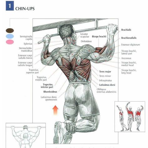 #Pullups: Compound exercises are important because they target multiple muscle groups. No doubt you know how important squats are for your legs well think of it this way  Pullups are to your upper body what squats are for your lower body. There is no other excise that will make yourupper body growquite like pullups. Specifically pullups do a great job of targeting the back and biceps. If you want a V-taper physique pullups are a must!     #ArxTips Powered By @aurumrx     #AurumRx     #TheGoldenRecipe    #fitfam #fitspo #motivation #workout #workoutvideo #legday #gym #gymwear #leggings #abs #diet #prep #bodybuilding #aesthetics #gains #gainz #nutrition #healthy #physique #girlswholift #tutorial Barbell Row, Crossfit Motivation, Muscle Anatomy, Workout Chart, Fitness Bodybuilding, Body Fitness, Medical Illustration, Back Exercises, Sport Motivation