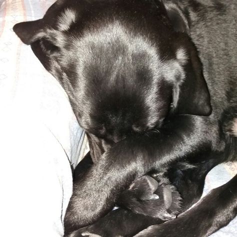 Labrador nero che dorme sereno! Labrador Nero, Labrador Black, Black Labrador, Labrador, Dogs, Animals, Black