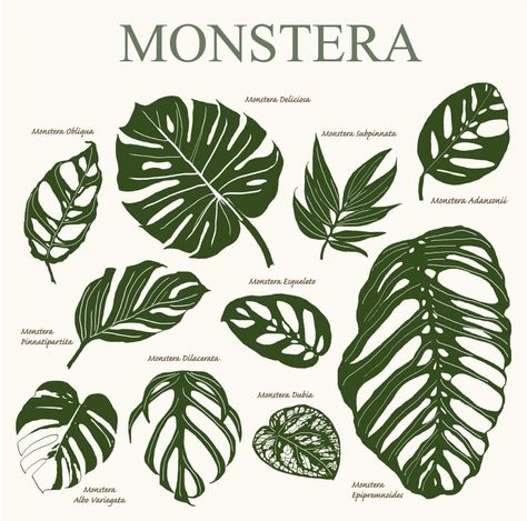 Plant Apartment, Monstera Obliqua, Labyrinth Design, Reference Ideas, Tattoo Reference, Potted Houseplants, Forest Garden, Monstera Deliciosa, Nature Plants