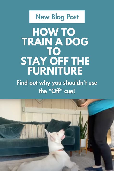 Training Your Puppy, Dog Furniture, Puppy Training, Training Your Dog, How To Train Your, Dog Training, Blog Posts, Train, Puppies