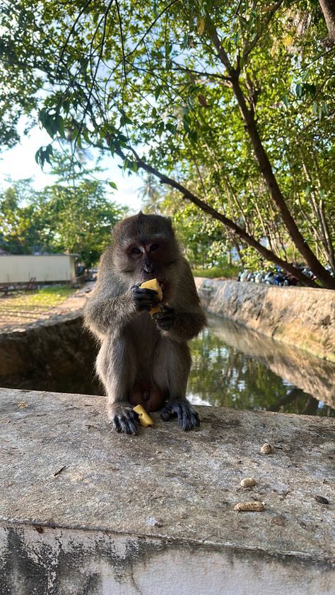 Thailand Monkey, Krabi Thailand, Travel Thailand, Holiday Summer, Skin Care Solutions, Krabi, Summer Travel, Southeast Asia, Thailand