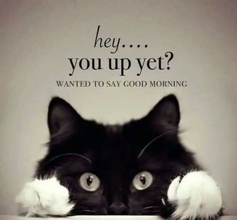 Hey... You up yet? Wanted to say good morning. Morning Meme, Happy Greetings, Good Morning Meme, Funny Good Morning Memes, Funny Good Morning, Children Quotes, Hug Quotes, Emoji Symbols, Morning Memes