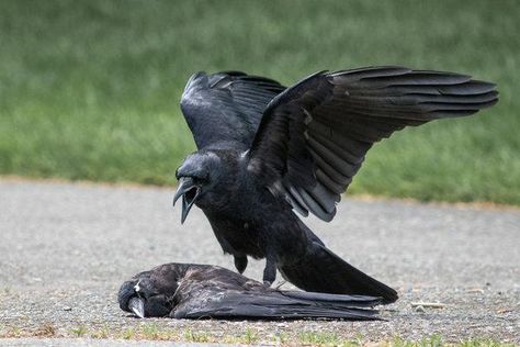 Why Are Some Crows Committing Acts of Necrophilia? - The New York Times Crow Wings, Grey Ink Tattoos, Symbols Of Strength Tattoos, Crow Tattoo Design, American Crow, Detective Aesthetic, Open Wings, Crow Tattoo, Strength Tattoo