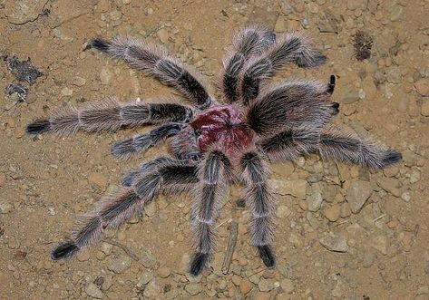 Rose Hair Tarantula, Rose Tarantula, Danger Noodles, Chili Chili, Exotic Pet, American Animals, Rare Species, Rose Hair, Arachnids