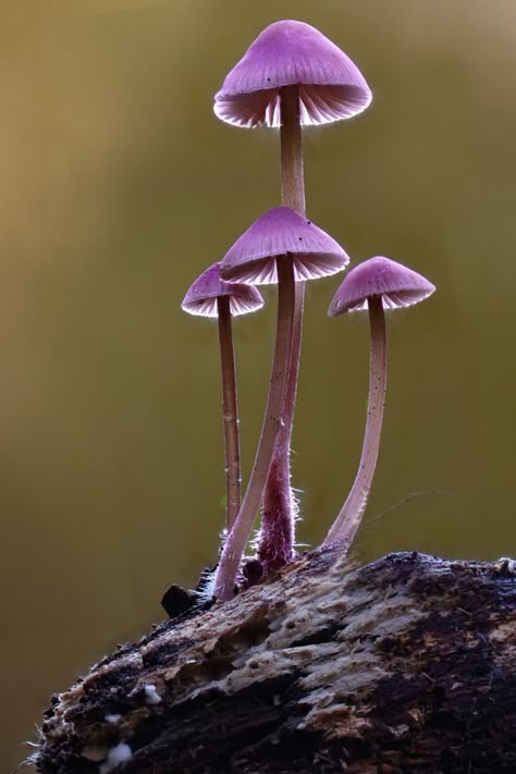 Mushroom Reference Photos For Artists, Mushroom Photos Nature, Mushroom Reference Photo, Flower Reference Photos For Artists, Champignon Aesthetic, Mushrooms Photos, Mushrooms In Nature, Mushrooms Real, Spooky Mushrooms