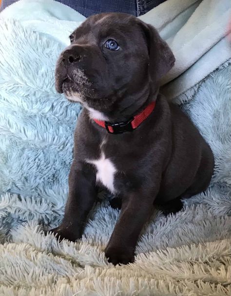 Mixed Puppies, Cane Corso Breeders, Cane Corso Puppy, Puppies For Sale Near Me, Cane Corso Puppies, Cute Small Dogs, Havanese Puppies, Cane Corso, Classified Ads