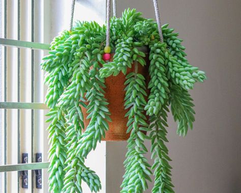 Money Tree Plant, Succulent Potting Mix, Houseplants Low Light, Dracaena Plant, Window Plants, Hanging Succulents, Best Indoor Plants, Bathroom Plants, Patio Plants