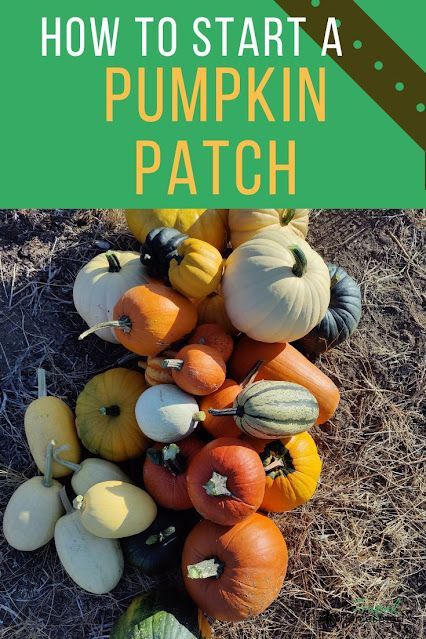 Want to start a pumpkin patch this year? Here are some tips and tricks to get your started. Alaska Hotel, Pumpkin Patch Business, Pumpkin Patch Diy, Pumpkin Patch Farm, Straw Mulch, Best Pumpkin Patches, Pumpkin Garden, Giant Pumpkin, Growing Pumpkins