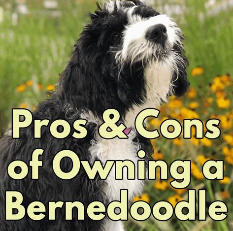 Bernadoodle Puppy, Male Vs Female, Mini Bernedoodle, Bernedoodle Puppy, Doodle Puppy, Getting A Puppy, Doodle Dog, Pros And Cons, Mans Best Friend