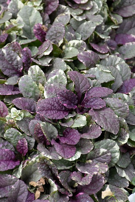 Ajuga Burgundy Glow, Burgundy Glow Ajuga, Ajuga Reptans, Garden Border Edging, Alpine Garden, Flower Spike, Woodland Garden, Garden Borders, Deciduous Trees