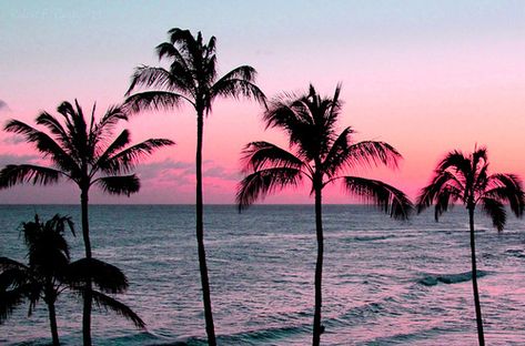 Found on www.flickr.com via Tumblr Palm Trees Tumblr, Tumblr Best Friends, Photos Bff, Palm Tree Sunset, Photo Summer, Pink Sunset, Sun Sets, Blue Skies, Wanderlust Travel