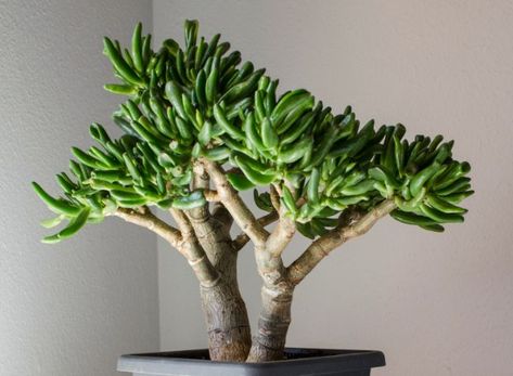 How To Prune A Jade Plant (Crassula Ovata) - Smart Garden Guide Jade Plant Pruning, Gollum Jade, Suculent Plants, Jade Plant Care, Jade Tree, Jade Plant, Bonsai Styles, Crassula Ovata, Smart Garden