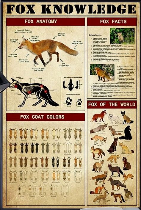 Fox Drawing Sketches, Fox Anatomy, Fox Facts, Fox Drawing, Indoor Air Pollution, Animal Canvas, Animal Facts, Eye Brushes, Gold Ink