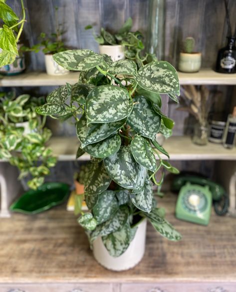 Scindapsus Pictus Trebie - A very beautiful Scindapsus with large, mottled silvery leaves which is very easy to care for. Delivering happiness to your door 😊 🚚 Fast Delivery 💪🏼 Proudly Independent ⭐ Five Star Rating 💝 Perfectly Packed ♻️ Sustainable Shipping 🌐 www.thegingerjungle.com #thegingerjungle #plantsmakepeoplehappy #plantlife #houseplants #gingerjungle #indoorplants #interior Scindapsus Pictus Trebie, Restaurant Plants, Scindapsus Pictus, نباتات منزلية, Plants Are Friends, Plant Species, Plant Collection, Star Rating, Plant Life