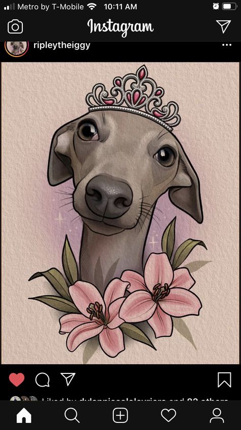 Italian Greyhound Tattoo, Whippet Dog Tattoo, Whippet Tattoo Ideas, Greyhound Illustration, Greyhound Sketch, Greyhound Cartoon Drawing, Italian Greyhound Illustration, Italian Greyhound Art, Greyhound Tattoo