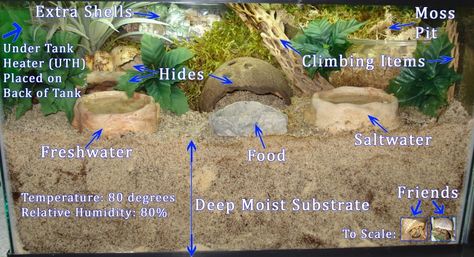 Hermit Crab Care, Hermit Crab Cage, Hermit Crab Homes, Crab Habitat, Hermit Crab Habitat, Hermit Crab Food, Hermit Crab Tank, Crab Food, Crab House