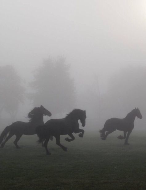 Animal Reference, Horse Aesthetic, The Fog, Black Horse, Pretty Horses, Horse Love, Horse Girl, Nature Aesthetic, Wild Horses