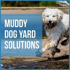 muddy dog yard solutions Dog Yard Landscaping, Pet Friendly Yard, Outdoor Dog Area, Diy Dog Run, Backyard Dog Area, Dog Potty Area, Dog Friendly Backyard, Dog Backyard, Muddy Dog