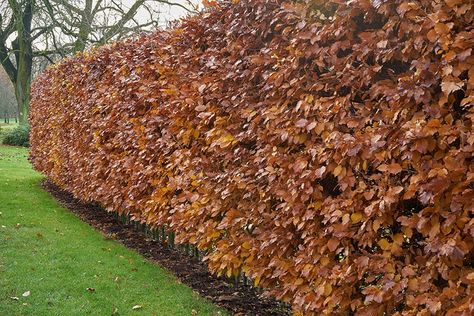 BEECH HEDGE LATE FALL Phyllostachys Nigra, Carpinus Betulus, Hornbeam Hedge, Beech Hedge, Fagus Sylvatica, Copper Beech, Privacy Hedge, Garden Hedges, Privacy Trees