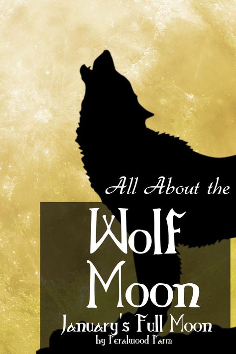 Learn about the Wolf Moon, January’s Full Moon. Learn about the history, alternative names, correspondences, and how to utilize its energy in your magickal workings. January Full Moon, January Moon, Full Moon Names, Full Moon Spells, Moon Names, Capricorn Season, Moon Spells, Moon In Leo, Alternative Names