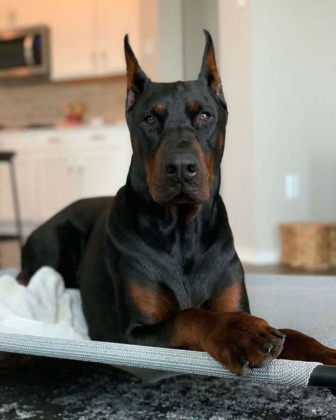 Puppies Barking, European Doberman, Black Doberman, Puppy Barking, Pinscher Dog, Doberman Pinscher Dog, Scary Dogs, Doberman Dogs, Caption This