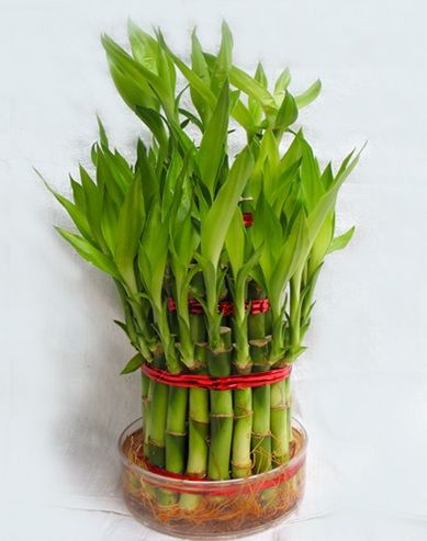 Lucky Plants Bamboo Plant Indoor, Bamboo Landscape, Feng Shui Plants, Ribbon Plant, Bamboo Wallpaper, Lucky Bamboo Plants, Bamboo In Pots, Bamboo Planter, Lucky Plant