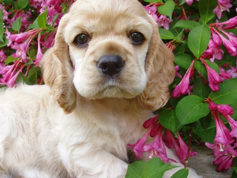 Cocker Spaniel Puppy, Spaniel Breeds, Puppy Friends, Cutest Puppies, American Cocker Spaniel, Cocker Spaniel Puppies, Cocker Spaniel Dog, Dog Collar Tags, English Cocker Spaniel