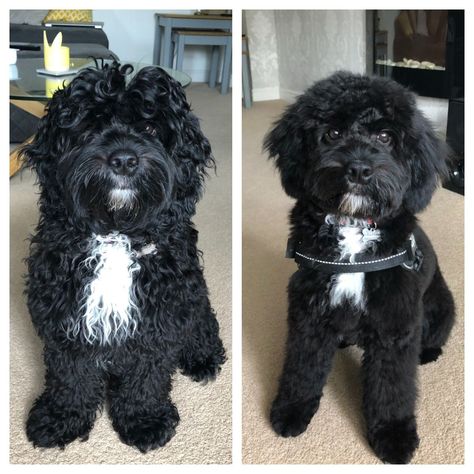 Shipoo Haircut Styles, Cockapoo Grooming Styles, Cavapoo Haircut, Cockapoo Haircut, Leo Hair, Cockapoo Grooming, Labradoodle Grooming, Poodle Haircuts, Schnoodle Dog