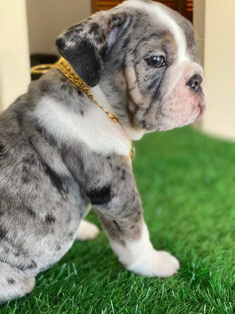 English Bulldog Merle, Merle English Bulldog, Bully Puppies, English Bulldog Puppies, British Bulldog, Very Cute Dogs, English Bulldog Puppy, Bulldog Puppies, English Bulldog