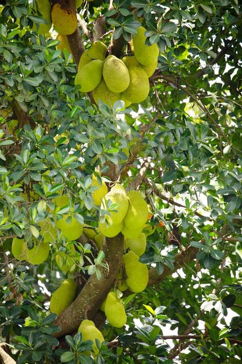 Jack fruits hanging in trees in a tropical fruit garden in Africa stock images Tropical Fruit Garden, Fruit Garden, Tropical Fruit, Stock Images, Trees, Stock Photos, Fruit