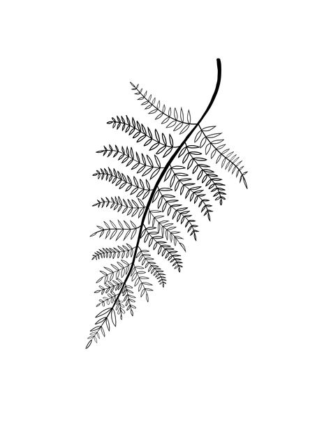 Fern Tattoo Stencil, Fern Outline Tattoo, Silver Fern Tattoo New Zealand, Fern Line Drawing, Fern Outline, Fern Leaf Drawing, Fern Tattoo Design, Fern Stencil, Sam Tattoo