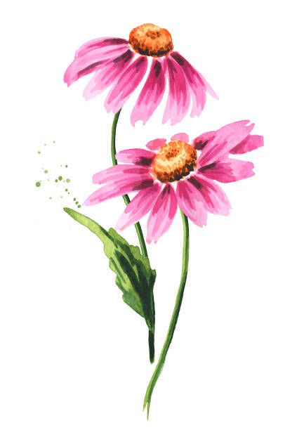 Echinacea Benefits, Purple Coneflower, Plant Vector, Echinacea Purpurea, Colour Painting, Flower Sketches, Paper Background Texture, Watercolor Flower Art, Plant Drawing