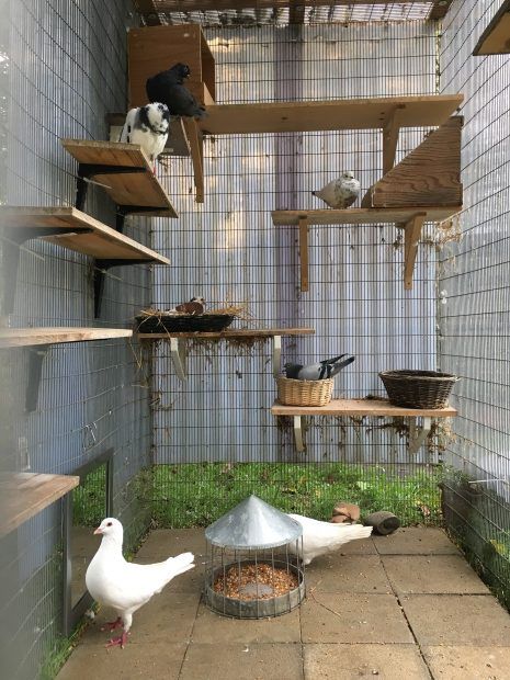 Pigeon House Ideas, Aviary Ideas, Pigeon Loft Design, Pigeon Nest, Pigeon Cage, Pet Pigeon, Diy Bird Cage, Pigeon House, Pigeon Loft