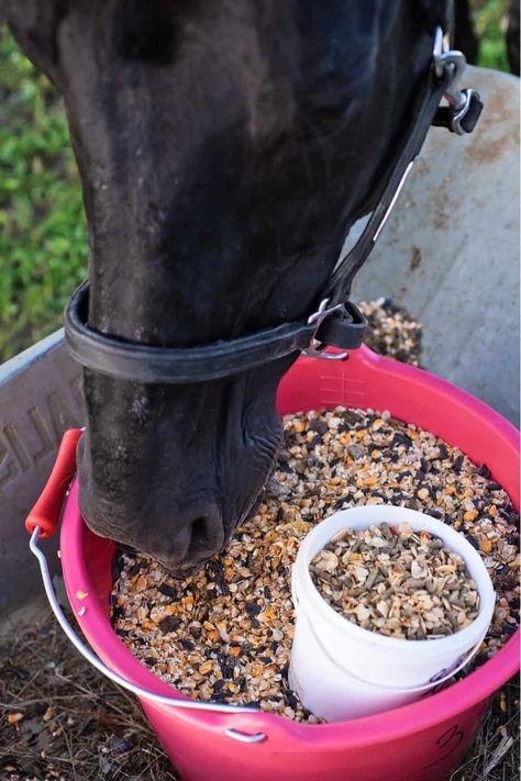 Buy A Horse, Horse Food, Sweet Foods, Farm Lifestyle, Horse Feed, Horse Treats, Baby Horses, Horse Stalls, Horse Supplies