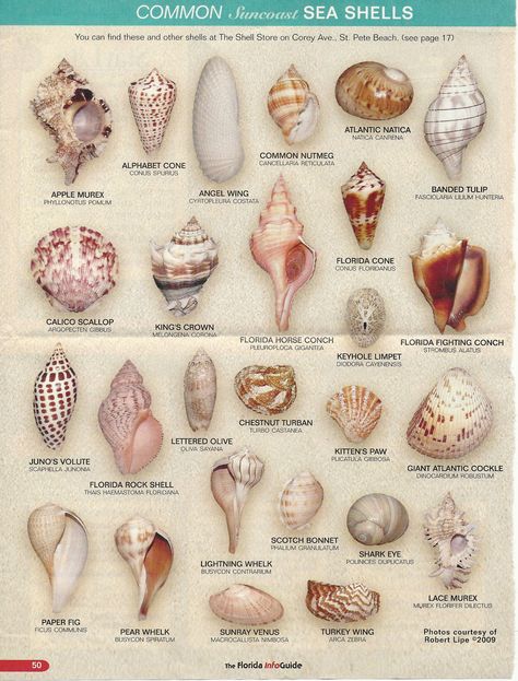 SEASHELL-FIND YOURS Types Of Sea Shells, Seashell Identification, Shell Projects, Types Of Shells, Shell Ideas, Art Coquillage, Seashell Projects, Shells And Sand, Ocean Treasures