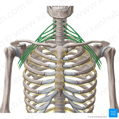 Brachial plexus (Plexus brachialis); Image: Yousun Koh Subscapularis Muscle, Axillary Nerve, Rib Pain, Vertebral Artery, Thoracic Vertebrae, First Rib, Posture Brace, Chronic Lower Back Pain, Spinal Nerve